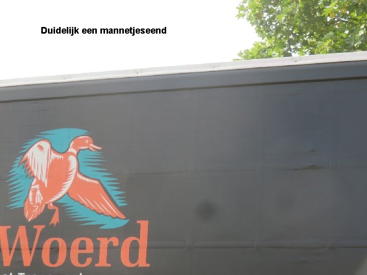 Duidelijk een mannetjeseend 