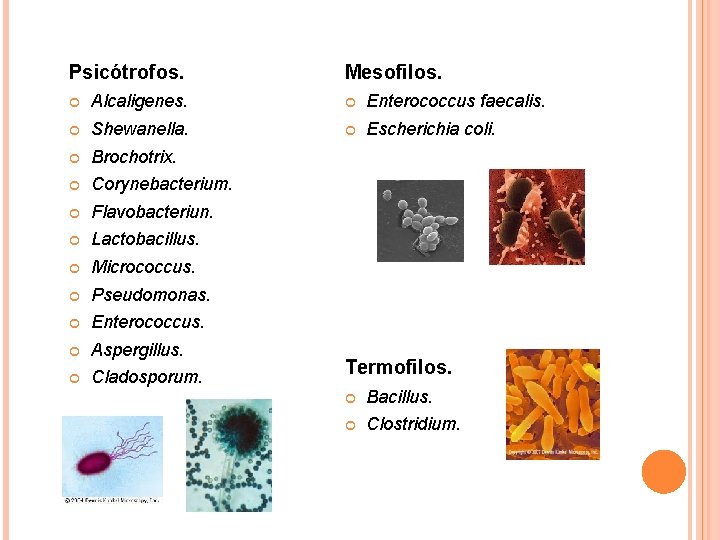 Psicótrofos. Mesofilos. Alcaligenes. Enterococcus faecalis. Shewanella. Escherichia coli. Brochotrix. Corynebacterium. Flavobacteriun. Lactobacillus. Micrococcus. Pseudomonas.