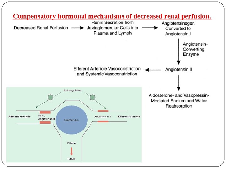 Compensatory hormonal mechanisms of decreased renal perfusion. 