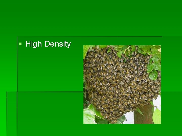 § High Density 