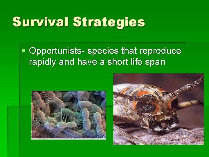 Survival Strategies § Opportunists- species that reproduce rapidly and have a short life span