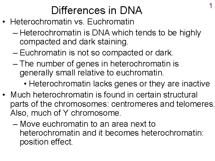 Differences in DNA 1 • Heterochromatin vs. Euchromatin – Heterochromatin is DNA which tends