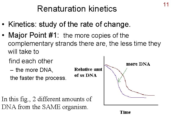 Renaturation kinetics • Kinetics: study of the rate of change. • Major Point #1: