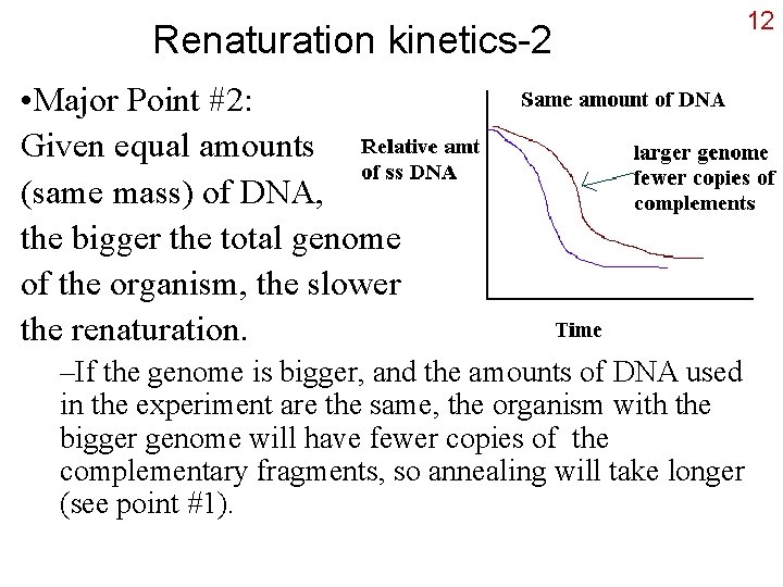 Renaturation kinetics-2 • Major Point #2: Given equal amounts (same mass) of DNA, the