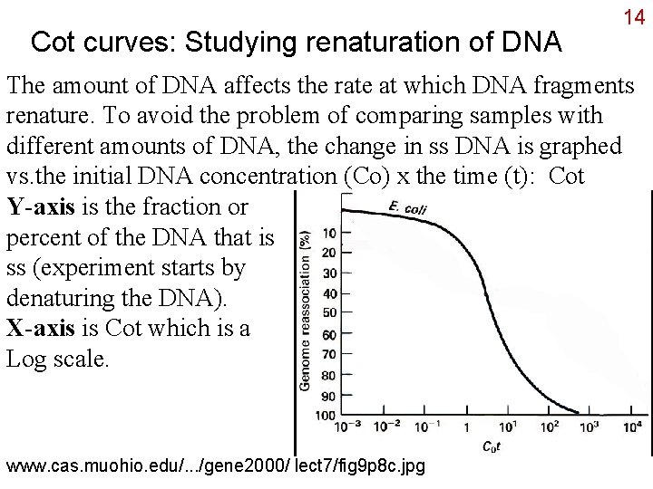 Cot curves: Studying renaturation of DNA 14 The amount of DNA affects the rate