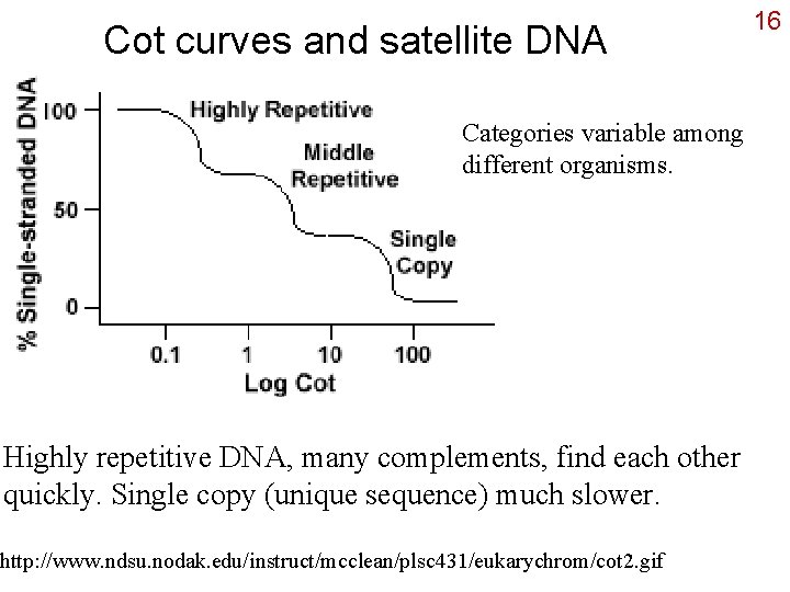 Cot curves and satellite DNA Categories variable among different organisms. Highly repetitive DNA, many