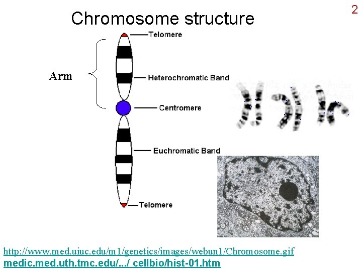 Chromosome structure Arm http: //www. med. uiuc. edu/m 1/genetics/images/webun 1/Chromosome. gif medic. med. uth.