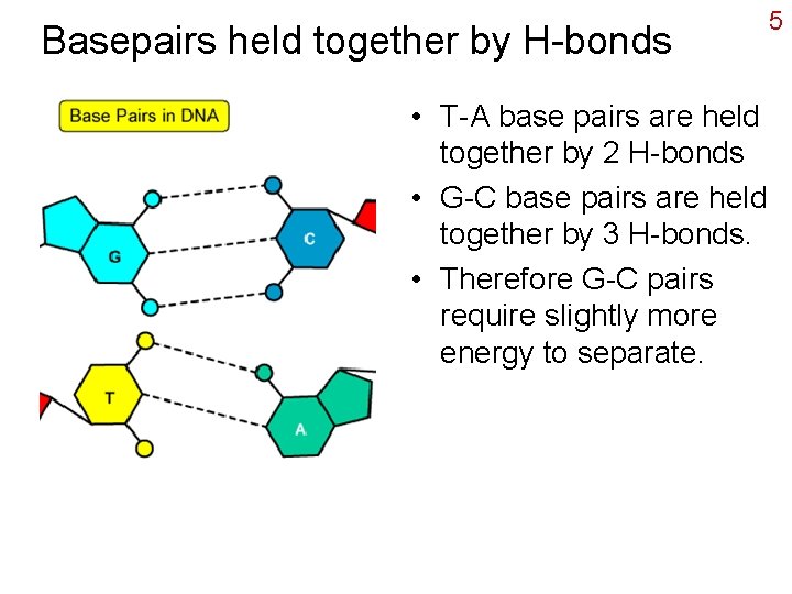 Basepairs held together by H-bonds • T-A base pairs are held together by 2
