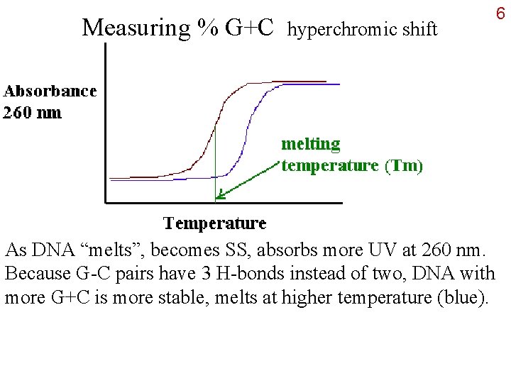 Measuring % G+C hyperchromic shift As DNA “melts”, becomes SS, absorbs more UV at