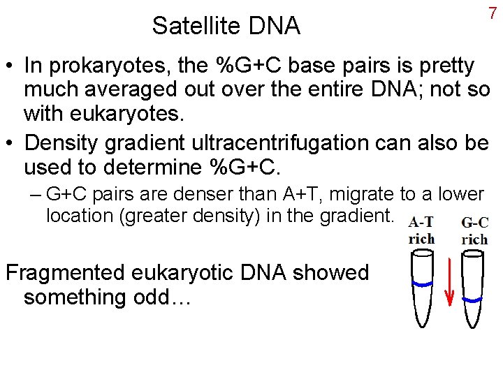 Satellite DNA 7 • In prokaryotes, the %G+C base pairs is pretty much averaged