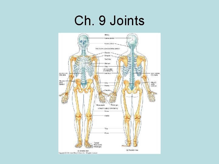 Ch 9 Joints Articulation A point of contact
