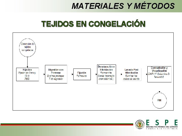 MATERIALES Y MÉTODOS TEJIDOS EN CONGELACIÓN 