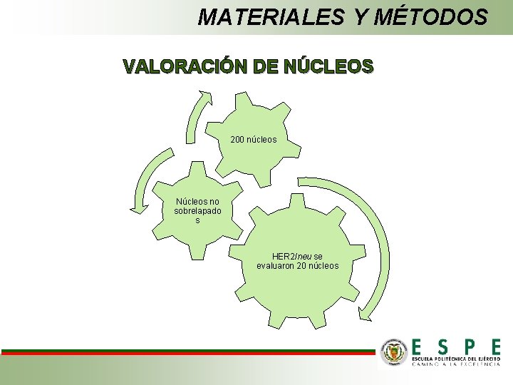 MATERIALES Y MÉTODOS VALORACIÓN DE NÚCLEOS 200 núcleos Núcleos no sobrelapado s HER 2/neu