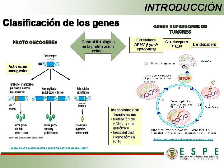 INTRODUCCIÓN Clasificación de los genes PROTO ONCOGENES Control fisiológico en la proliferación celular GENES
