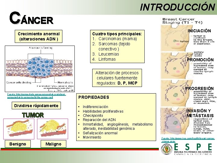 INTRODUCCIÓN CÁNCER Cuatro tipos principales: 1. Carcinomas (mama) 2. Sarcomas (tejido conectivo ) 3.