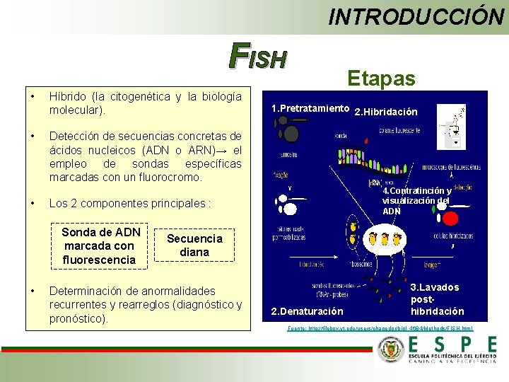 INTRODUCCIÓN FISH • Híbrido (la citogenética y la biología molecular). • Detección de secuencias
