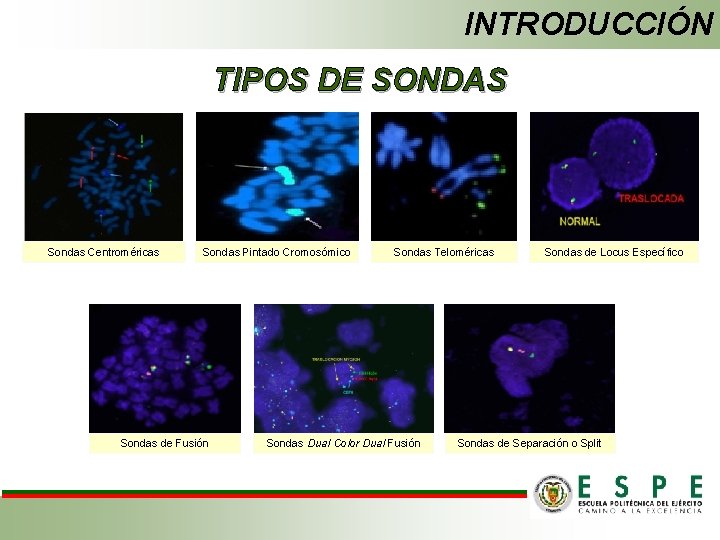 INTRODUCCIÓN TIPOS DE SONDAS Sondas Centroméricas Sondas Pintado Cromosómico Sondas de Fusión Sondas Teloméricas