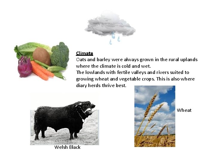 Climate Oats and barley were always grown in the rural uplands where the climate