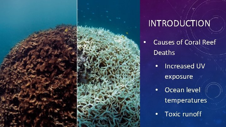 INTRODUCTION • Causes of Coral Reef Deaths • Increased UV exposure • Ocean level