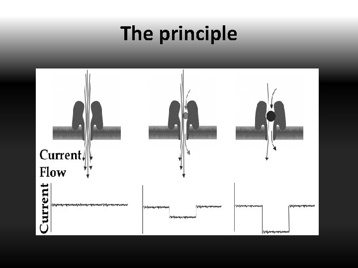 The principle 