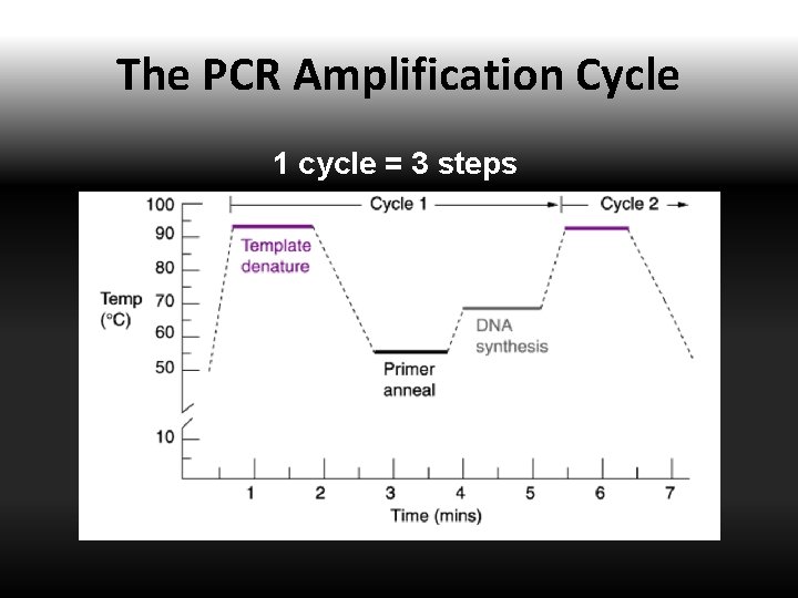 The PCR Amplification Cycle 1 cycle = 3 steps 