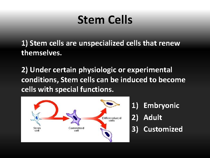 Stem Cells 1) Stem cells are unspecialized cells that renew themselves. 2) Under certain