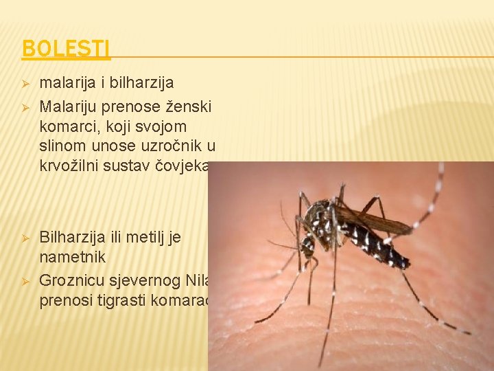 BOLESTI Ø Ø malarija i bilharzija Malariju prenose ženski komarci, koji svojom slinom unose