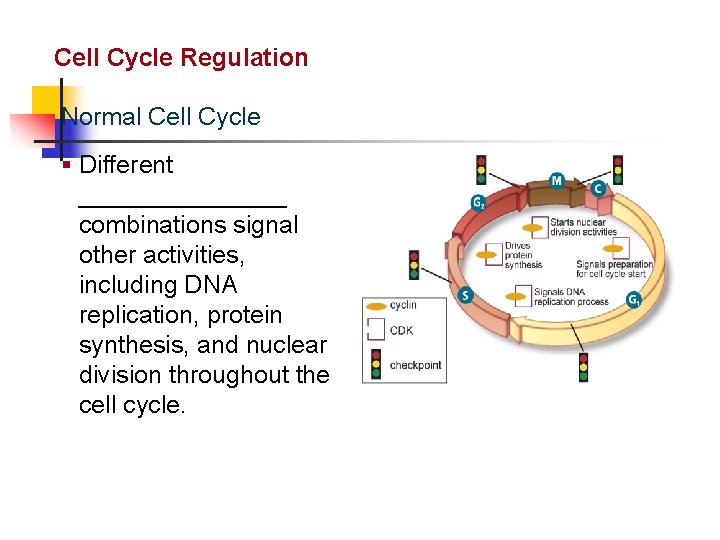 Cellular Reproduction Cell Cycle Regulation Normal Cell Cycle § Different ________ combinations signal other