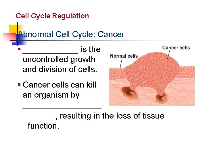 Cellular Reproduction Cell Cycle Regulation Abnormal Cell Cycle: Cancer § ______ is the uncontrolled