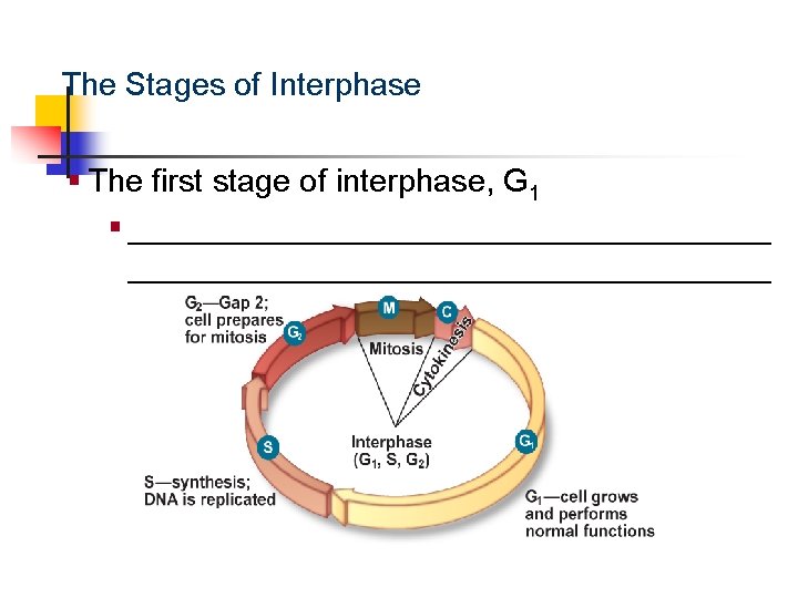 Cellular Reproduction The Stages of Interphase § The first stage of interphase, G 1