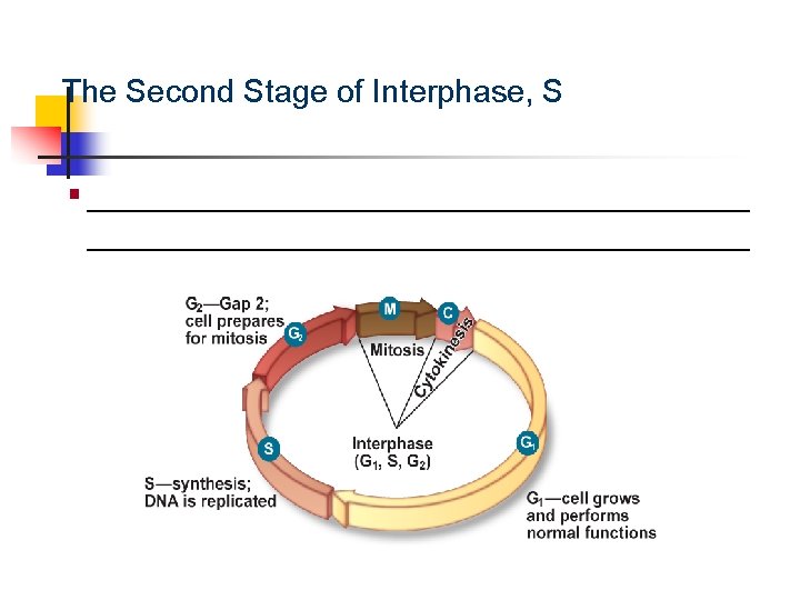 Cellular Reproduction The Second Stage of Interphase, S § _____________________________________ 