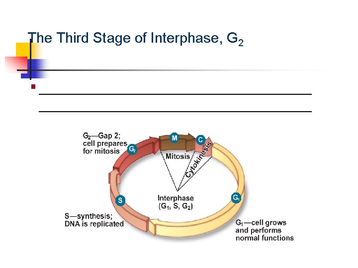 Cellular Reproduction The Third Stage of Interphase, G 2 § __________________________________ 