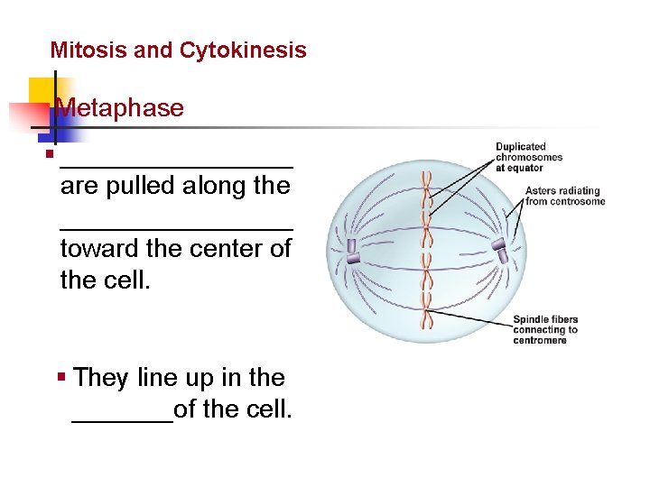 Cellular Reproduction Mitosis and Cytokinesis Metaphase § ________ are pulled along the ________ toward