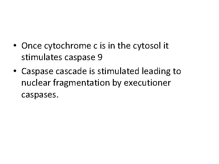  • Once cytochrome c is in the cytosol it stimulates caspase 9 •