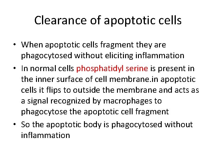 Clearance of apoptotic cells • When apoptotic cells fragment they are phagocytosed without eliciting