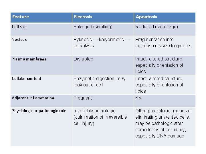 Feature Necrosis Apoptosis Cell size Enlarged (swelling) Reduced (shrinkage) Nucleus Pyknosis → karyorrhexis →