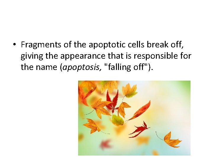  • Fragments of the apoptotic cells break off, giving the appearance that is