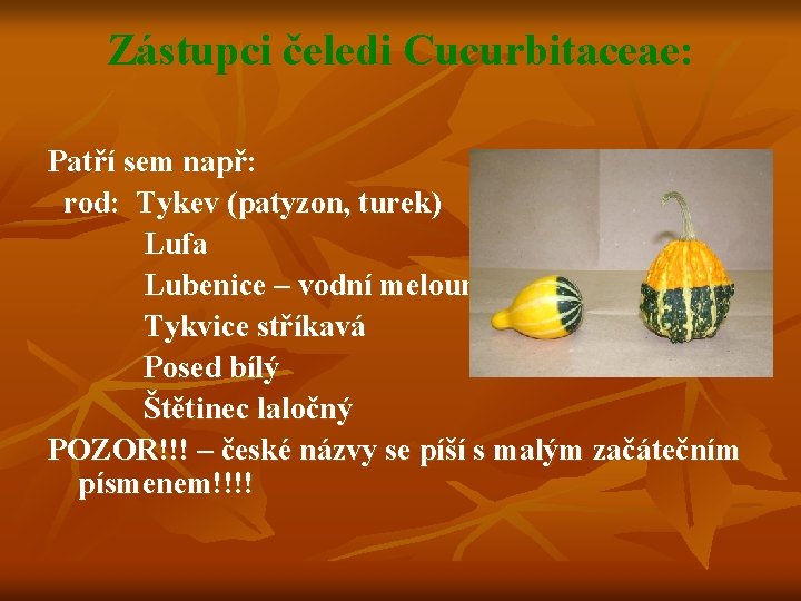 Zástupci čeledi Cucurbitaceae: Patří sem např: rod: Tykev (patyzon, turek) Lufa Lubenice – vodní