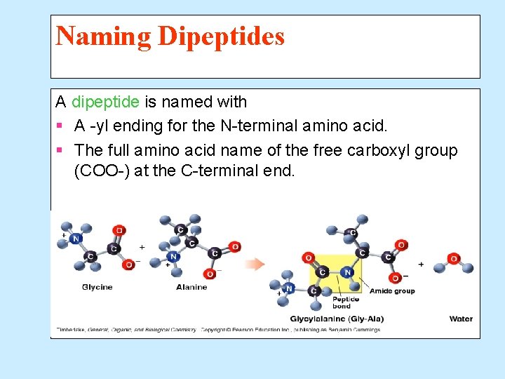 Naming Dipeptides A dipeptide is named with § A -yl ending for the N-terminal