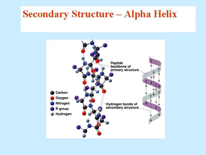 Secondary Structure – Alpha Helix 