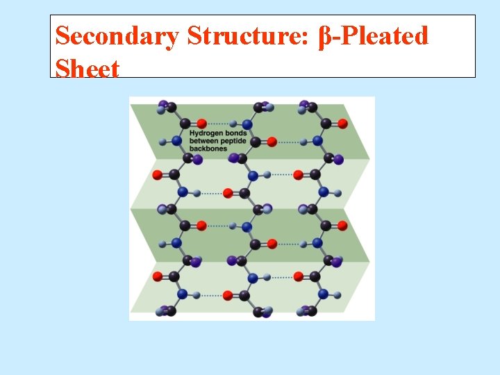 Secondary Structure: β-Pleated Sheet 