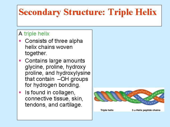 Secondary Structure: Triple Helix A triple helix § Consists of three alpha helix chains