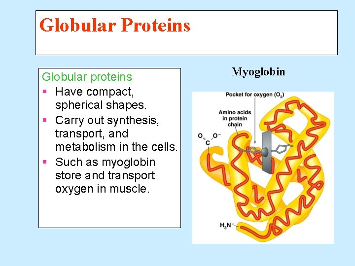 Globular Proteins Globular proteins § Have compact, spherical shapes. § Carry out synthesis, transport,