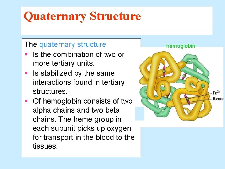 Quaternary Structure The quaternary structure § Is the combination of two or more tertiary