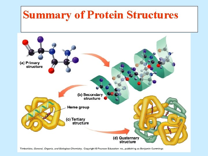 Summary of Protein Structures 