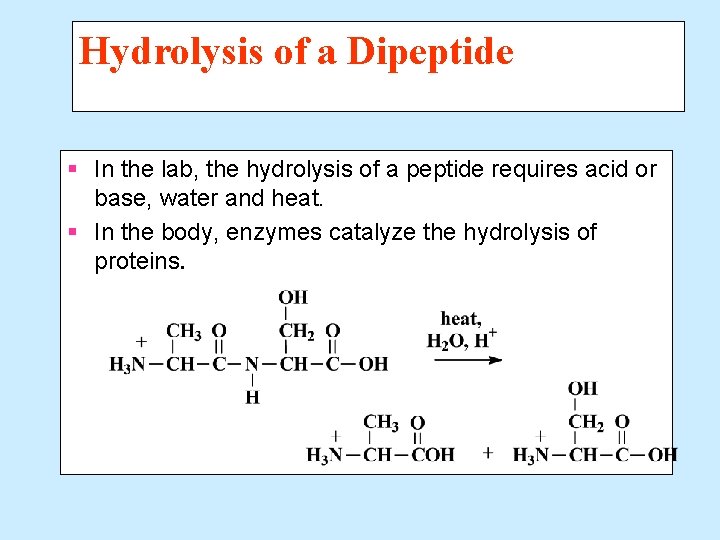 Hydrolysis of a Dipeptide § In the lab, the hydrolysis of a peptide requires