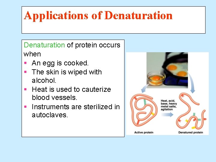 Applications of Denaturation of protein occurs when § An egg is cooked. § The