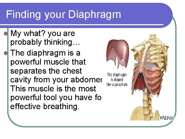 Finding your Diaphragm l My what? you are probably thinking… l The diaphragm is