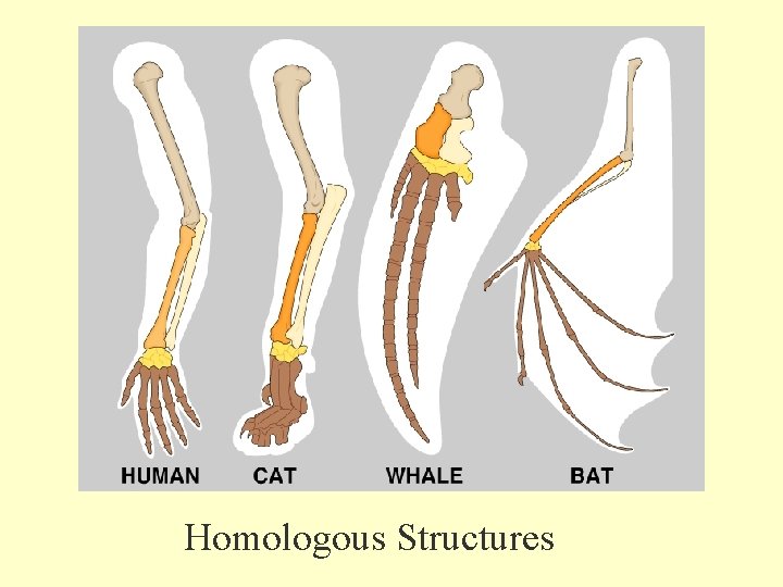 Homologous Structures 