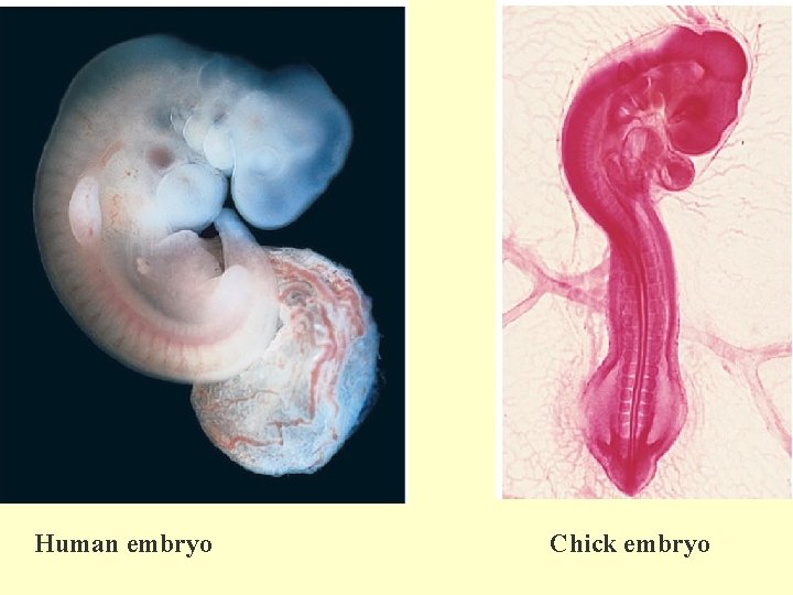 Human embryo Chick embryo 